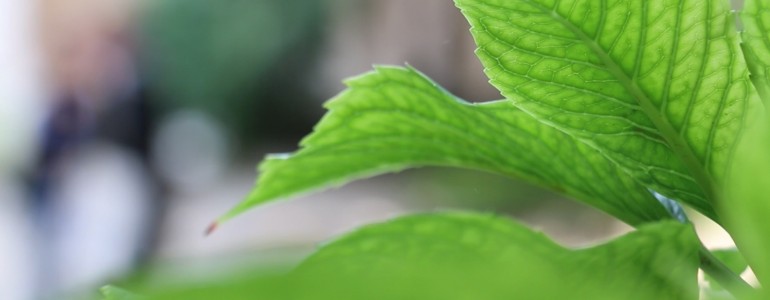 Biodiversità e ambiente all’Università di Pavia