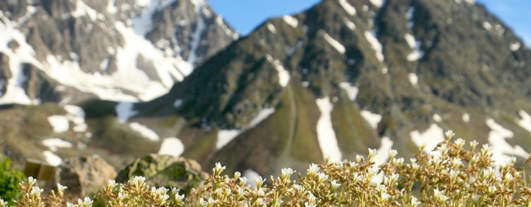 Cambiamenti climatici, l’Università di Pavia nello studio internazionale delle piante alpine