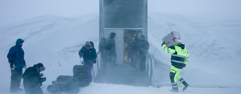 I semi dell’Università di Pavia nella “banca” delle Isole Svalbard (foto)