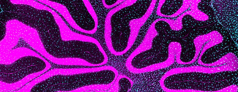 Dall’Università di Pavia per il super microscopio di ultima generazione