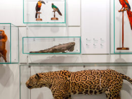 Una parete del museo di storia naturale Kosmos con alcuni reperti